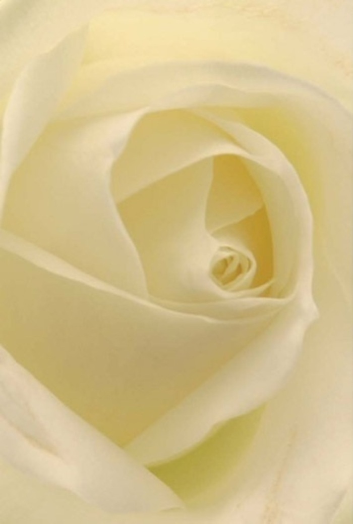 Draw near to this luminous white rose, artfully arranged by a dedicated Brixton florist, and allow the interplay of its petals to enchant you. The bloom is pristine and serene, with layers of cream and ivory echoing the gentle hues found in Brixton's secret gardens at sunrise. Each petal is refined and impossibly soft, their spiral forming a heart of pure light-suggesting resilience and sincerity perfect for heartfelt gestures, whether as a romantic offering, a formal apology, or an elegant centrepiece for an urban wedding. The diffused daylight filters through the petals, making them appear almost aglow from within. Subtle shadows along each fold bring dimension, while the flawless composition testifies to both the wisdom of nature and the experienced artistry of the local florist. The atmosphere is one of clean simplicity and poise, an unspoken freshness rising as if the rose was gathered only moments ago from a Brixton allotment. This arrangement radiates timeless elegance and quiet sentiment-an inviting gesture for any significant moment in the lives of the Brixton community.